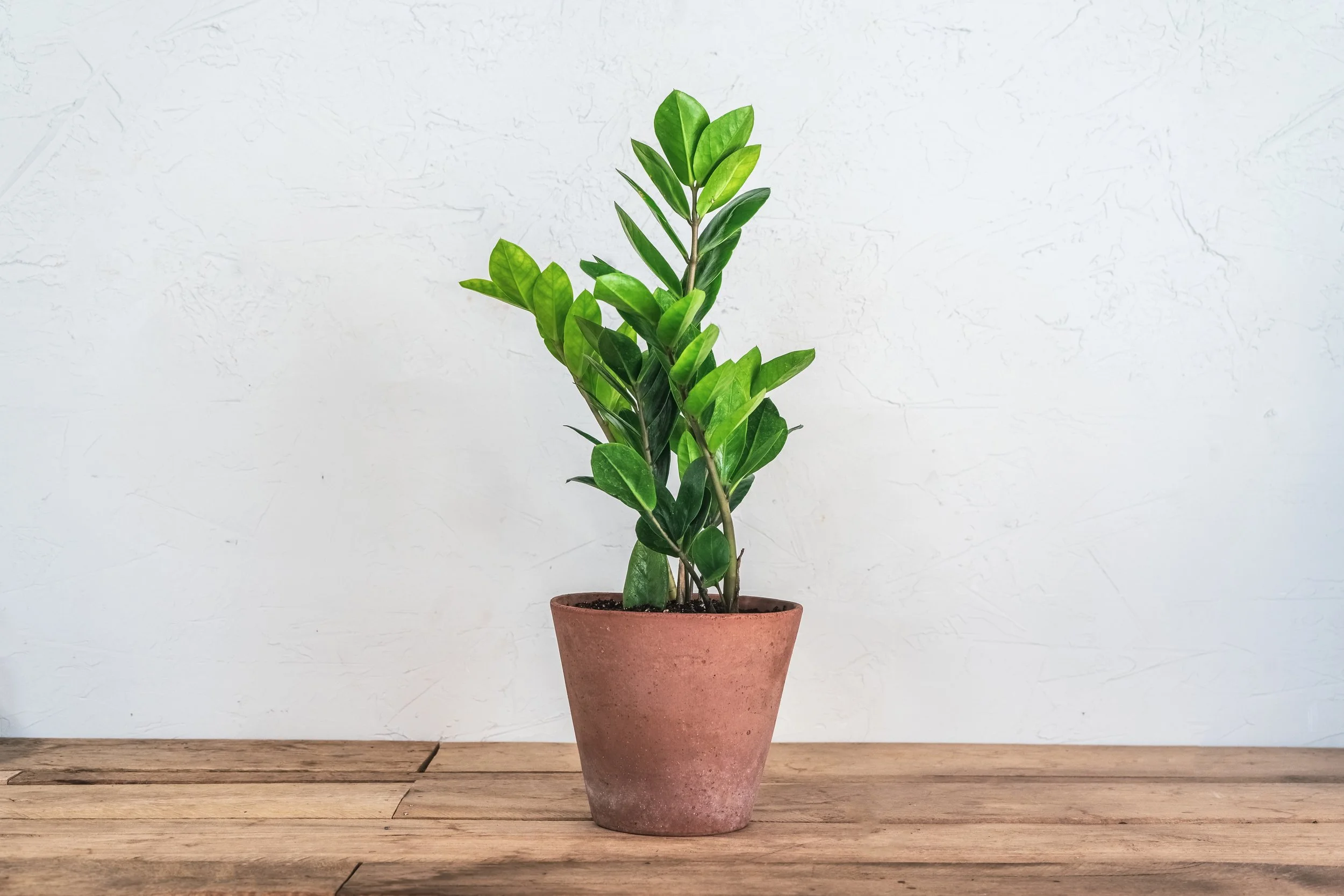 zz plant — Wilson Plant Co
